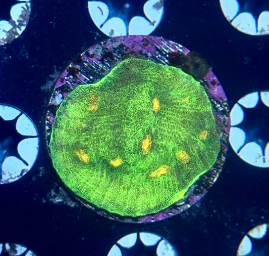Chalice Frag