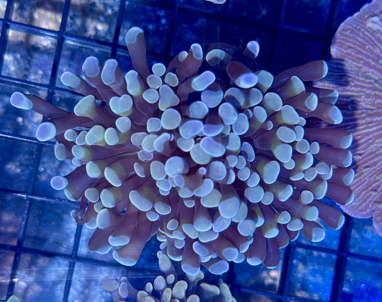 Branching Blue/Orange Hammer