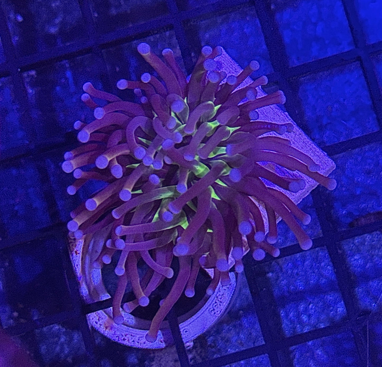 Indo Ultimate Knicks Torch