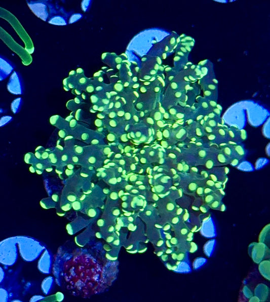 Green Branching Octospawn