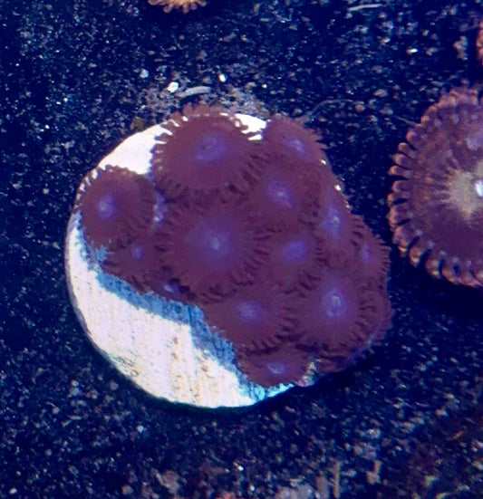 Zoa