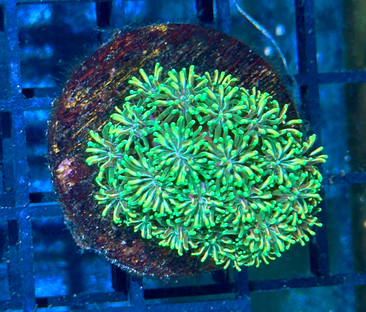 Galaxia Frag