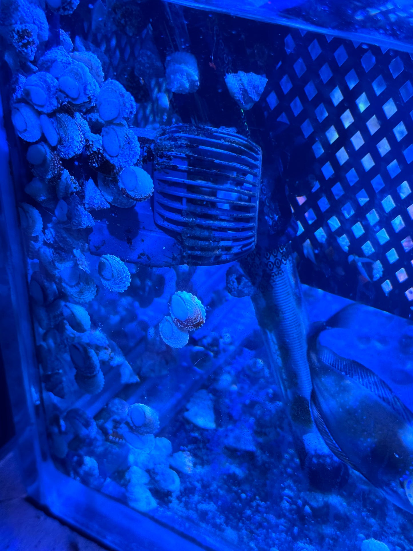 Astrea Snail