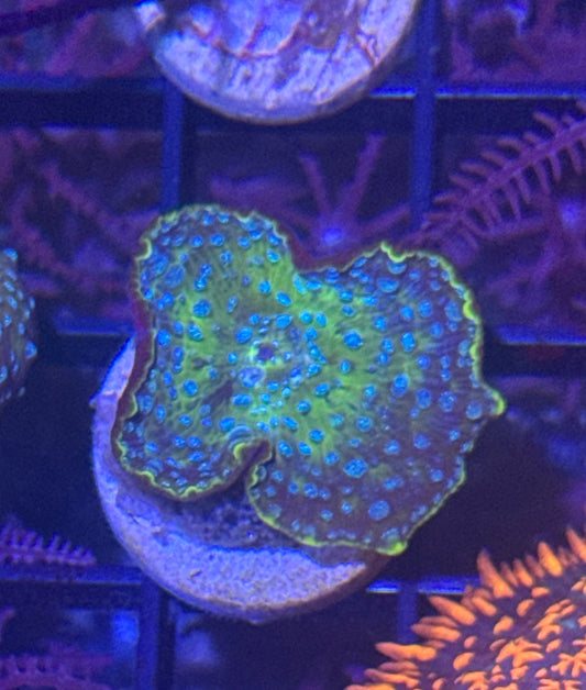 Disco Mushroom