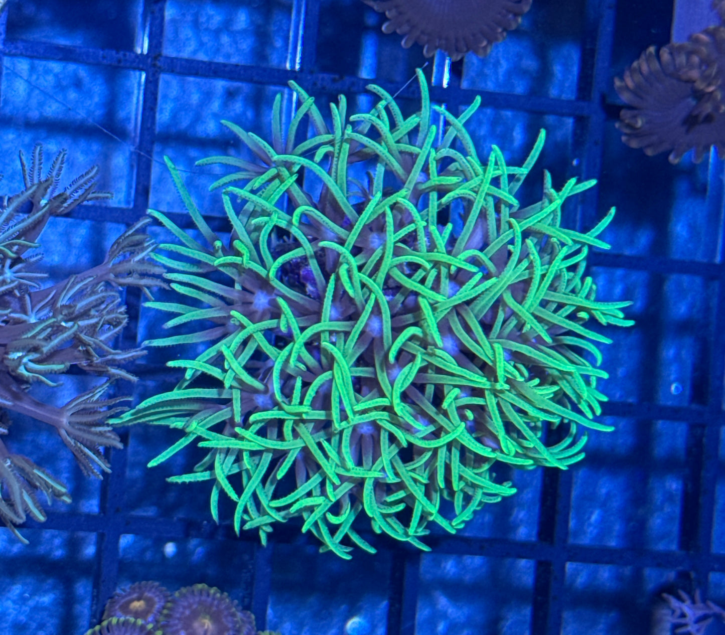 Green Star Polyp