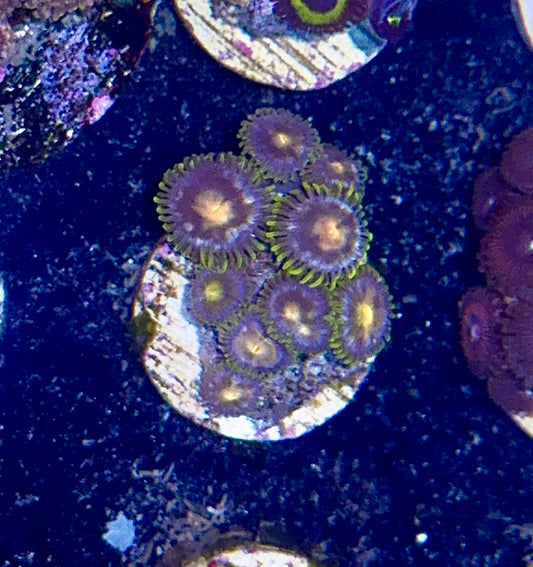 Zoa