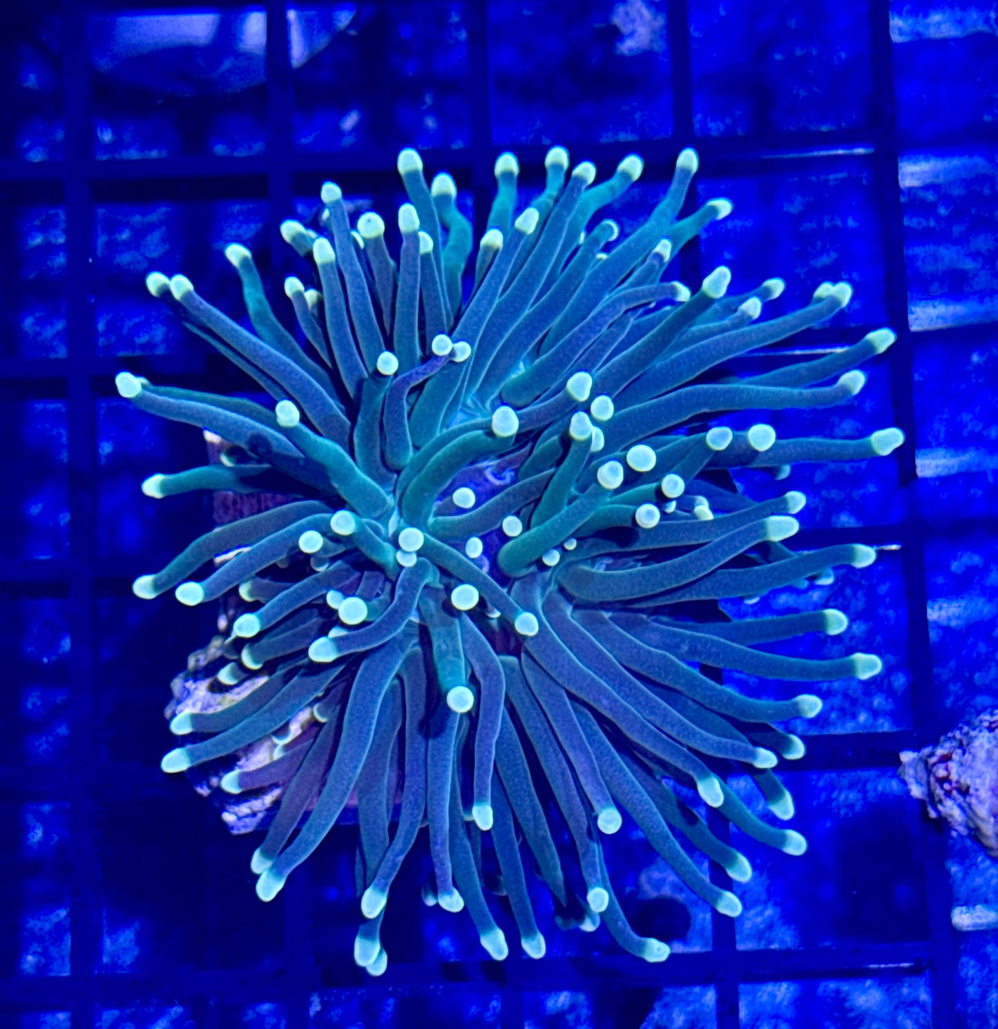 Indo Lime Torch Coral