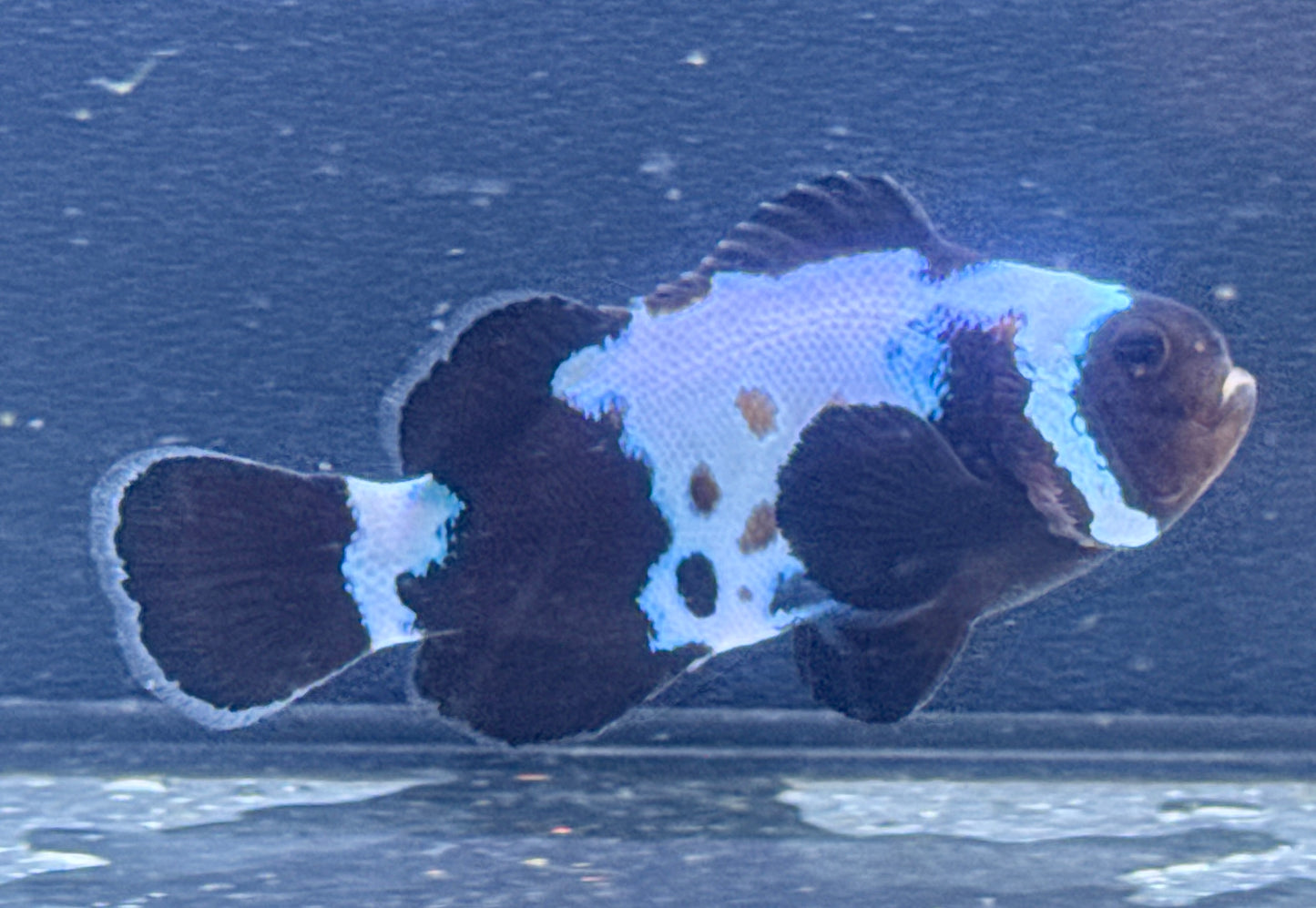 Gold Bullet Hole Snowflake Clown Rescue