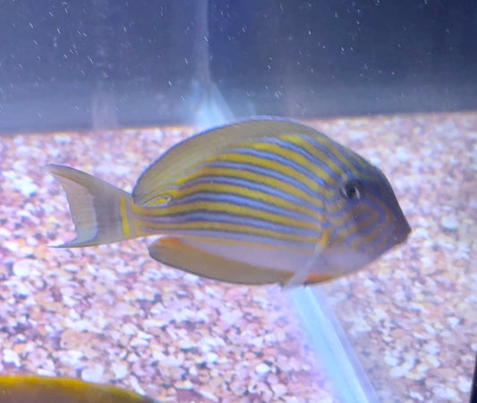 Clown tang #1 4”