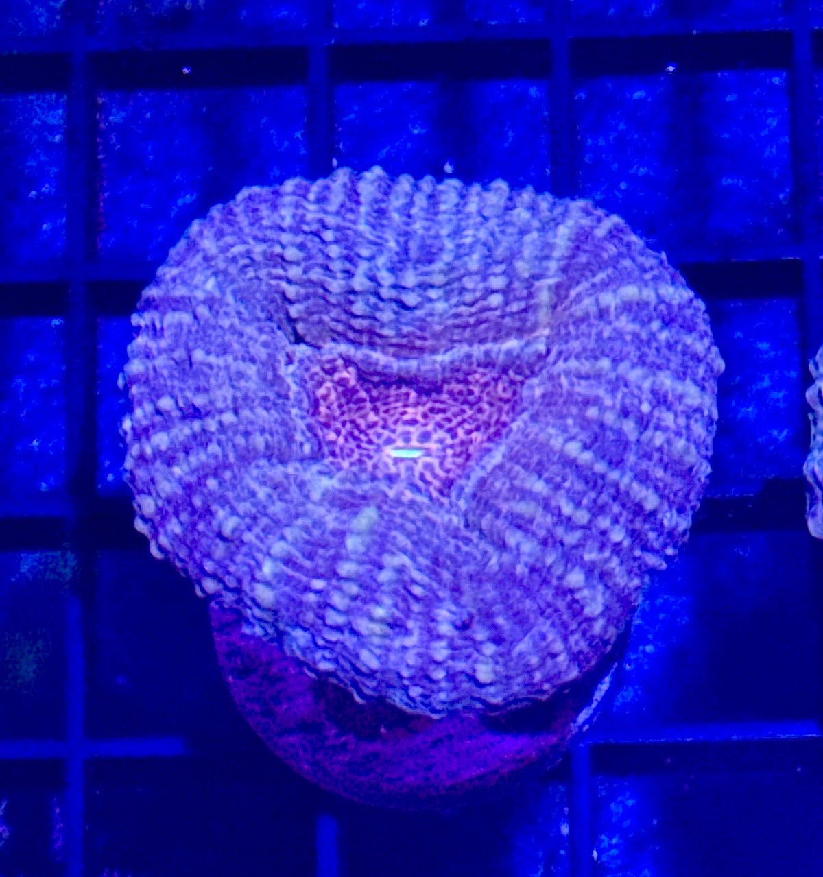 Lobo Frag