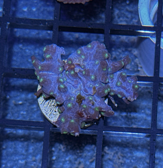 Branching Cyphastrea