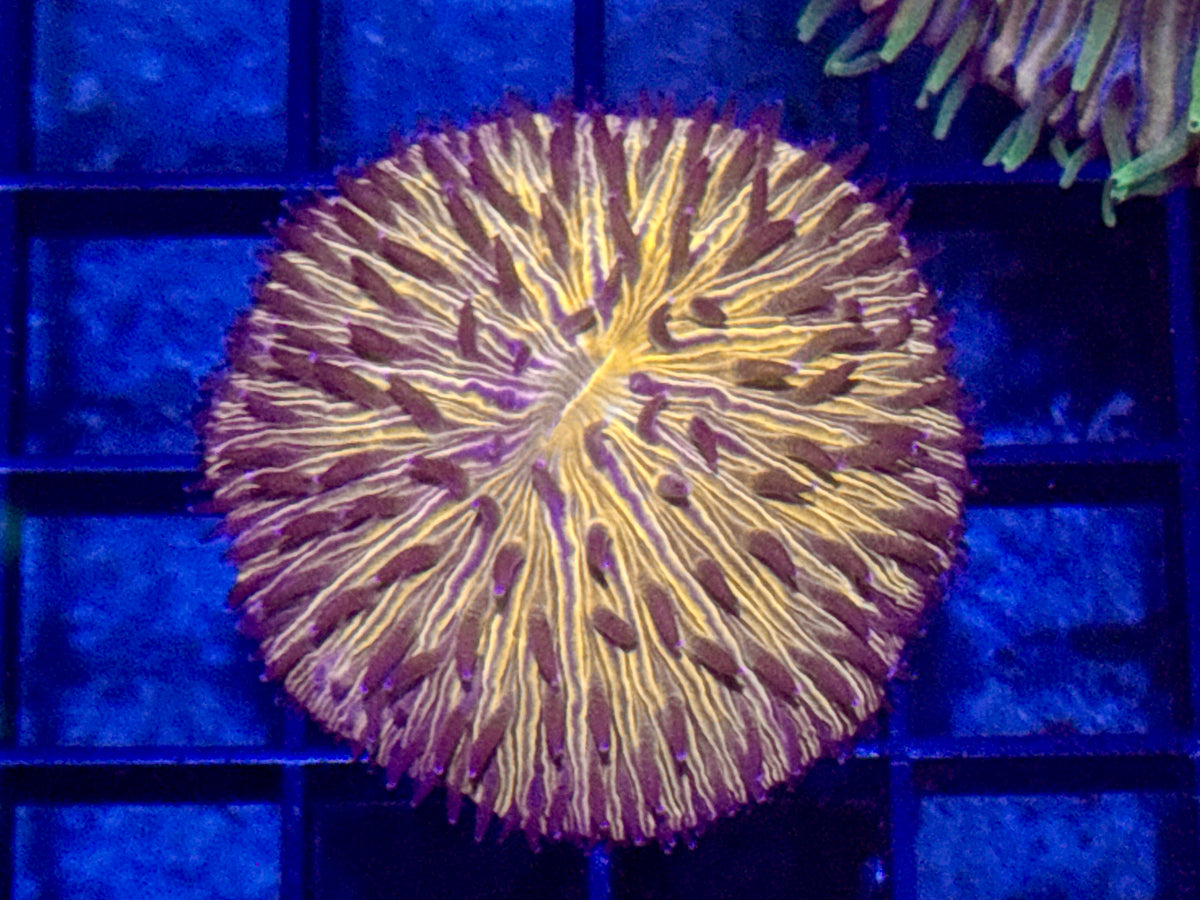 Orange Plate Coral