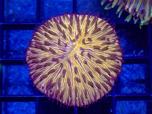 Orange Plate Coral