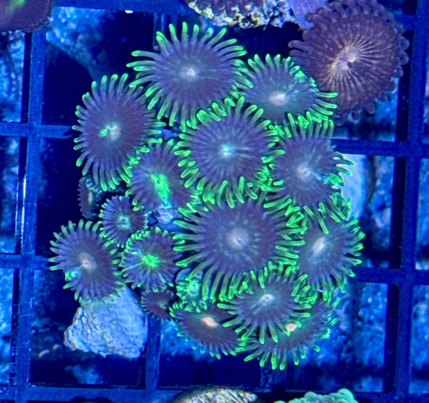 Zoa Frag