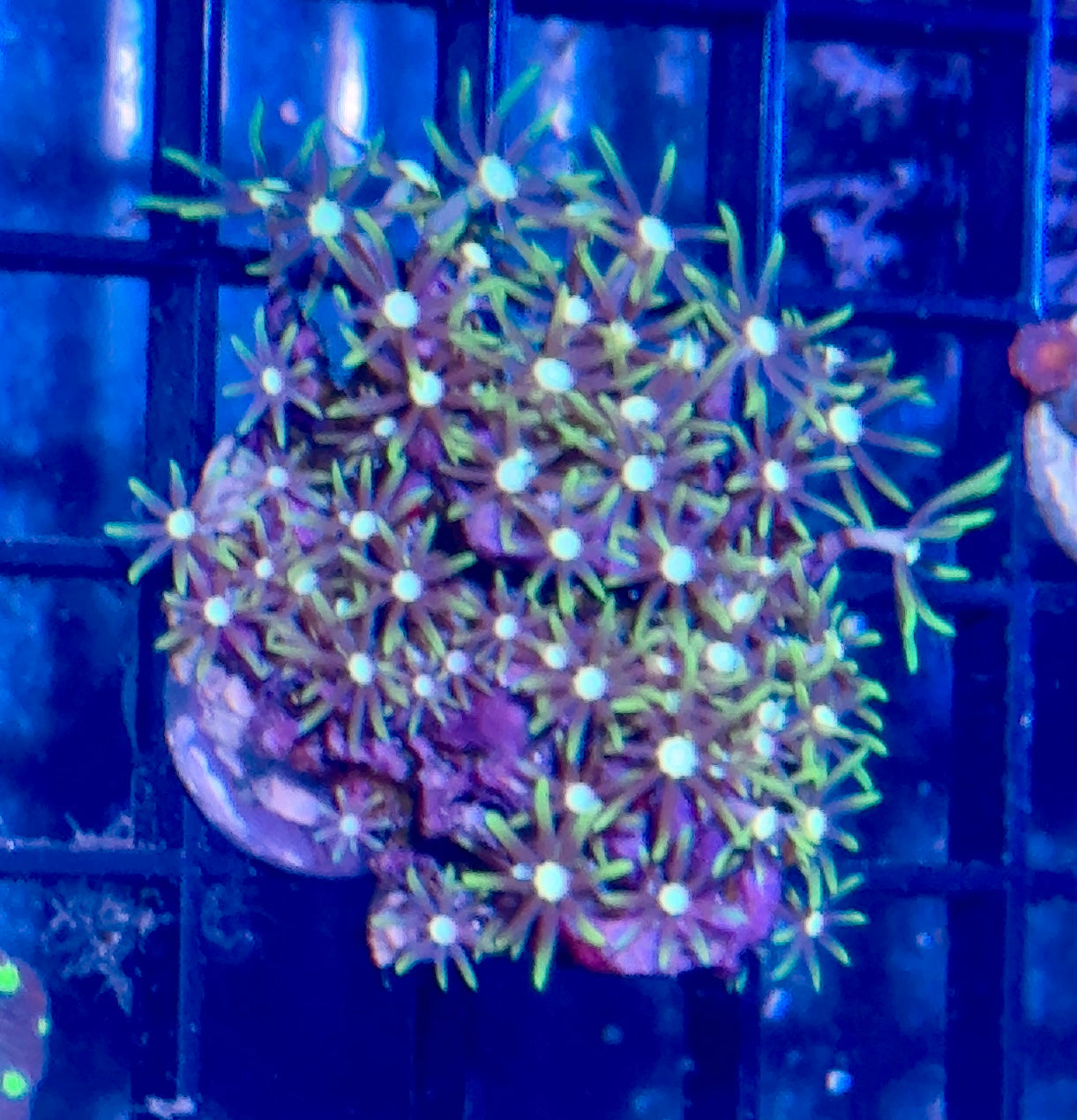 Green Star Polyp Frag