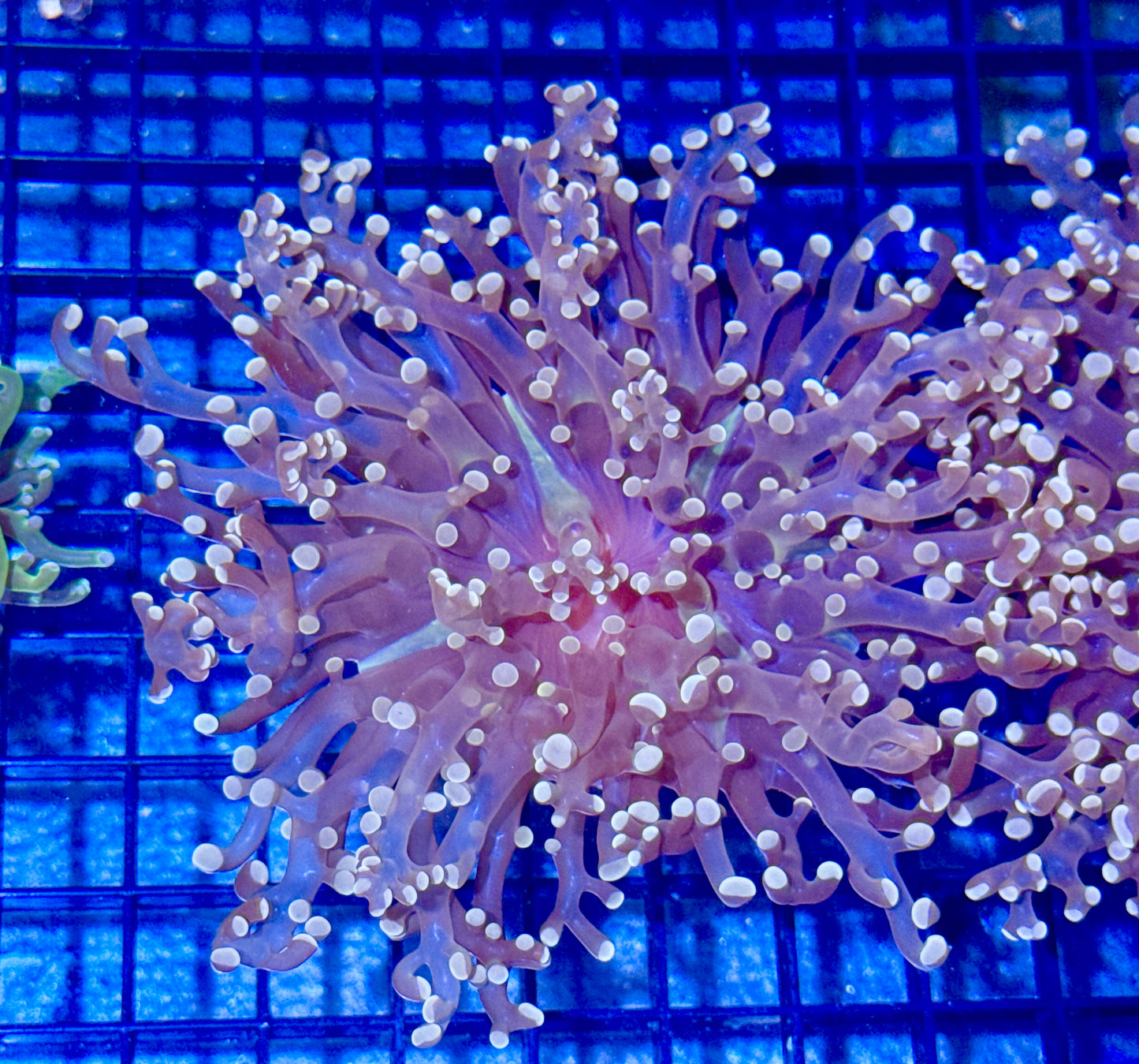 Branching Orange Frogspawn