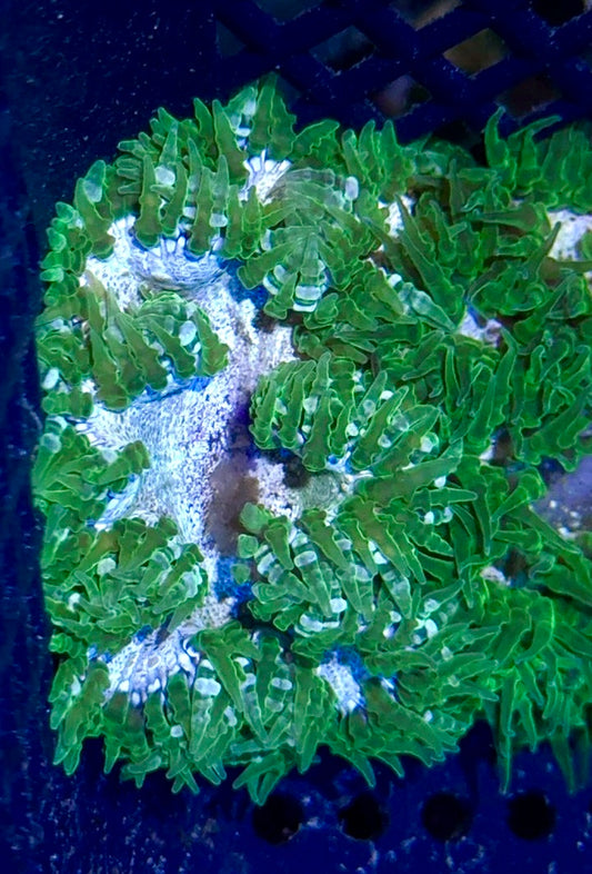Rock Flower Anemone