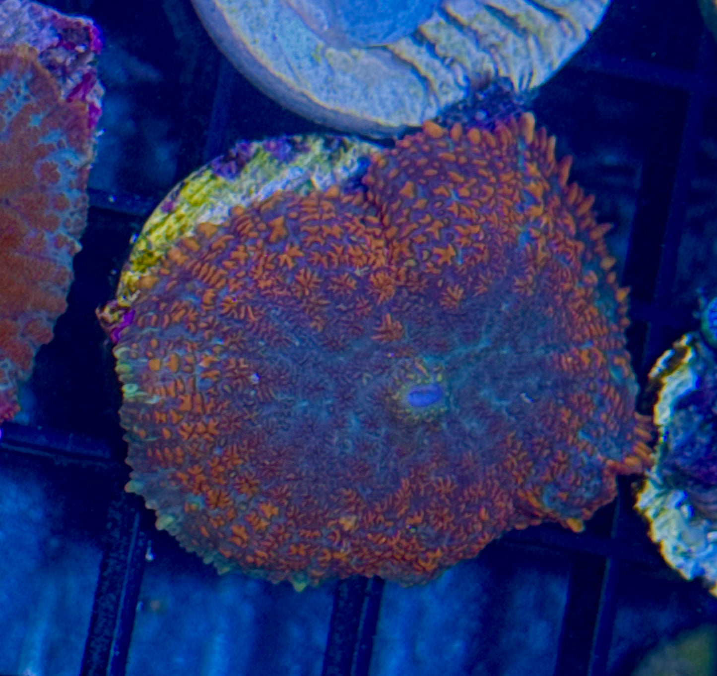 Bullseye Rhodactis Mushroom