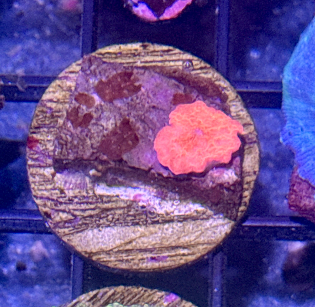 Red Disco Mushroom