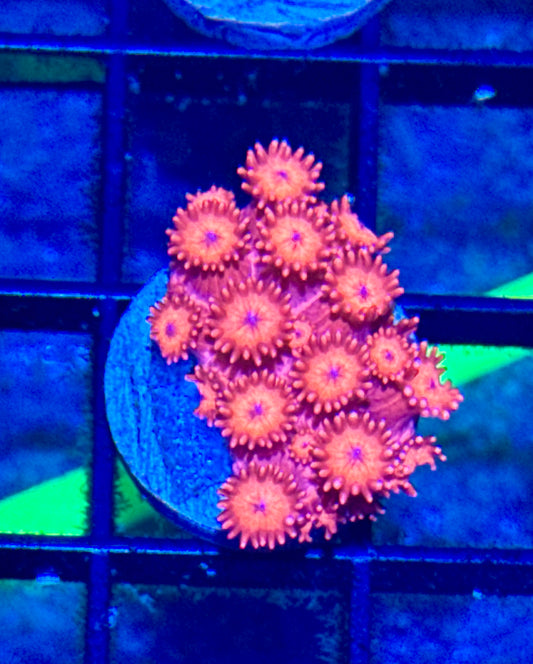 Red Gonipora Frag