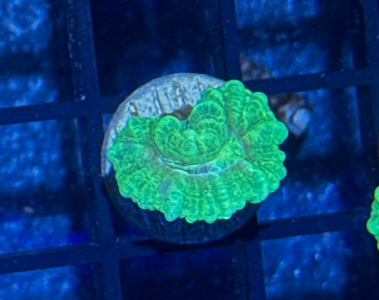 Candy Cane Frag
