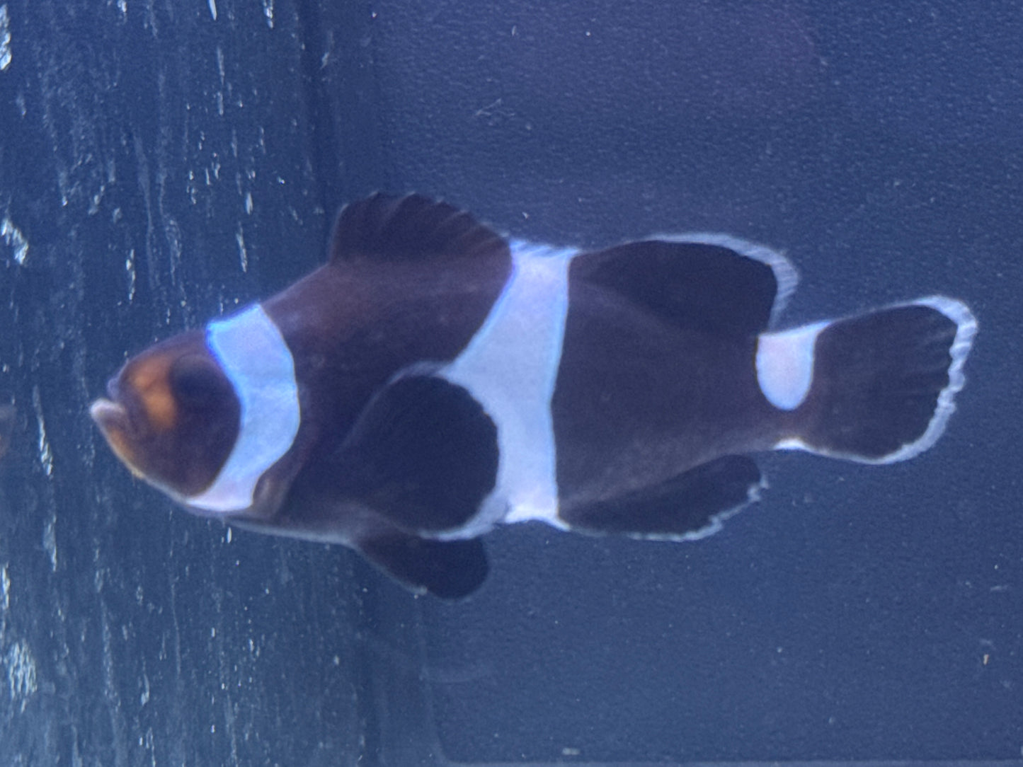 Black Ocellaris Clown Rescue