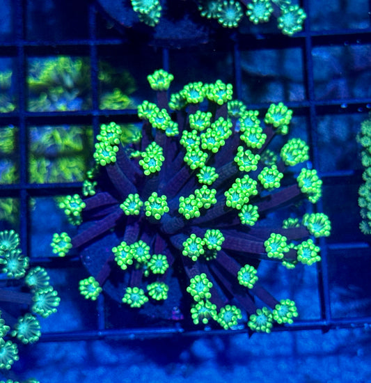 Goniopora Frag