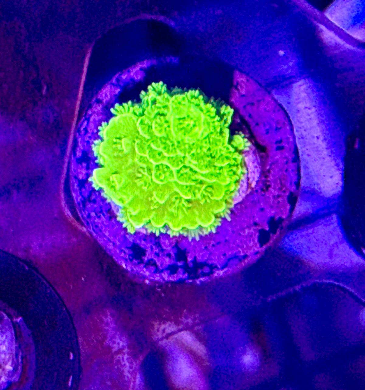 Acro Frag