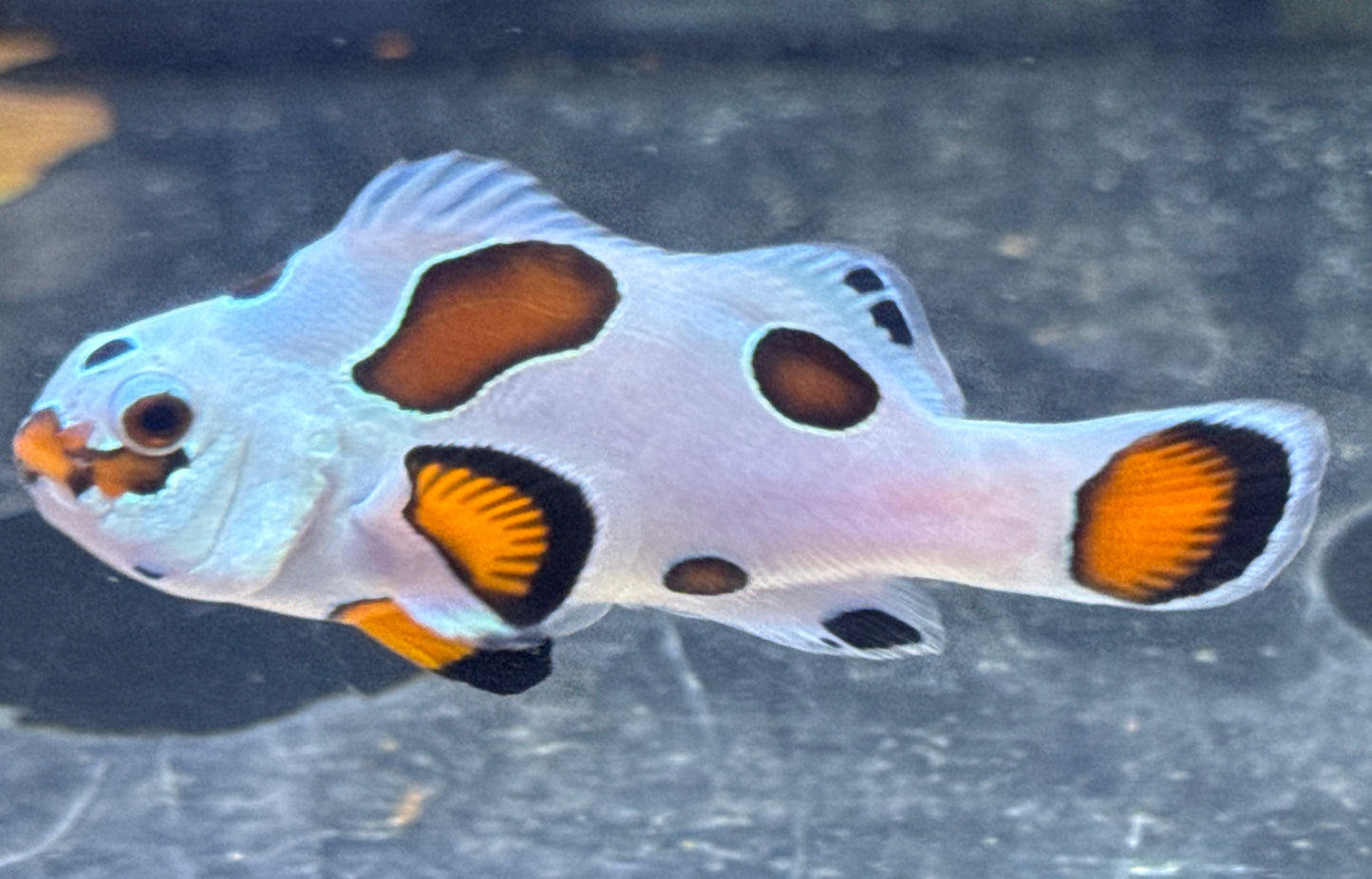 Storm Clown Rescue
