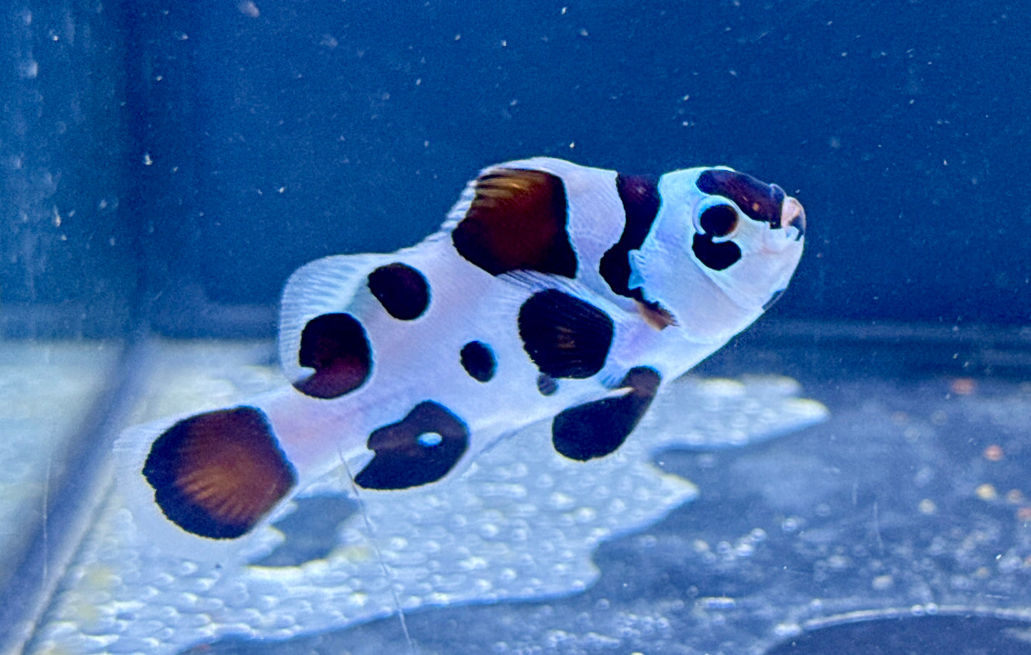 Storm Clown Rescue