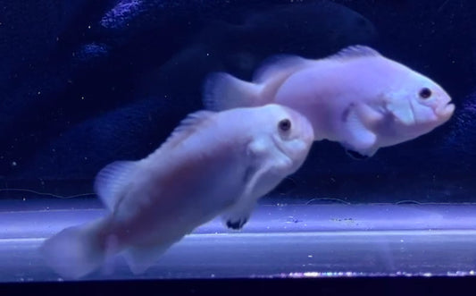 Platinum Storm Rescue Pair