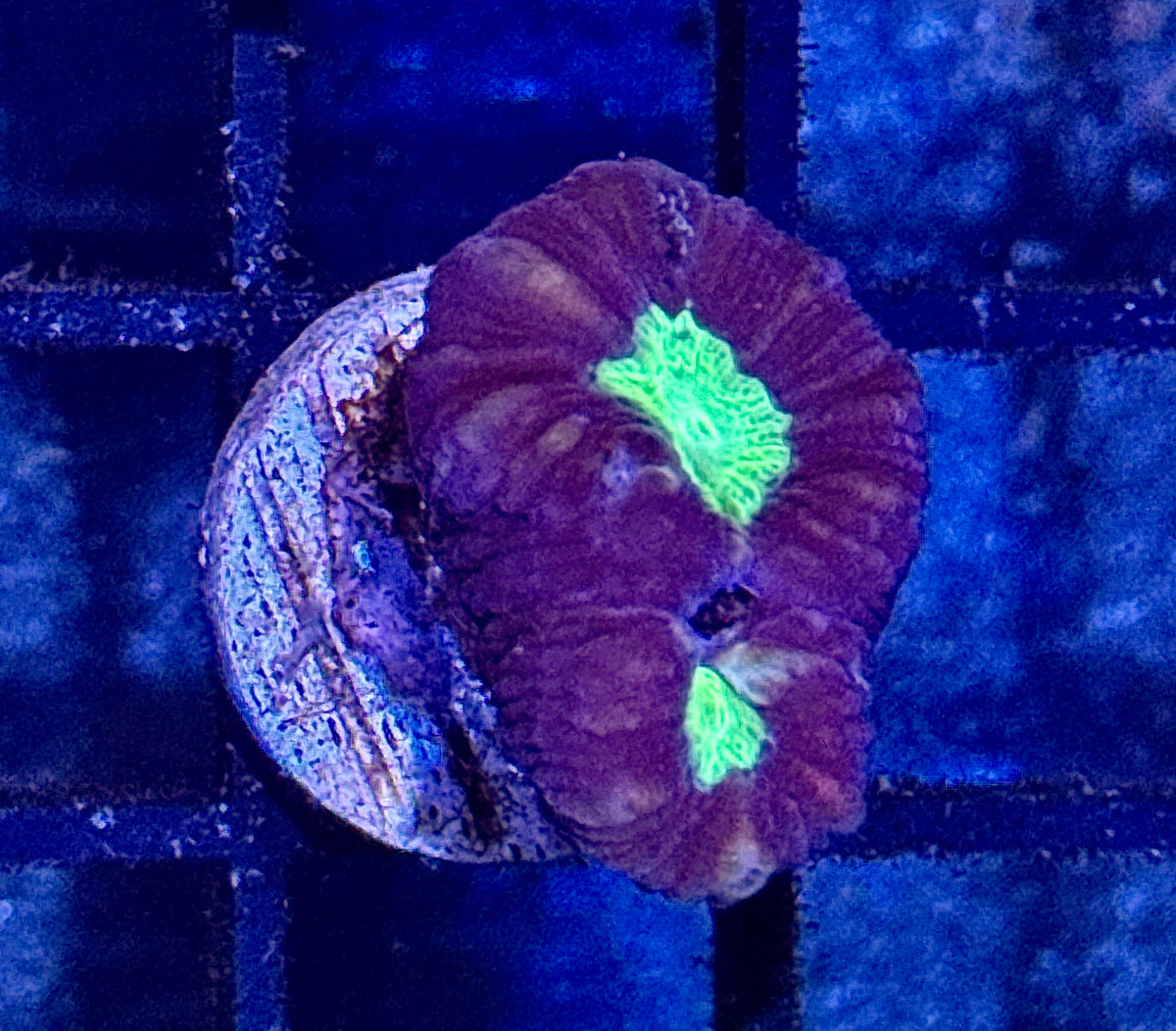 Purple Candy Cane Frag