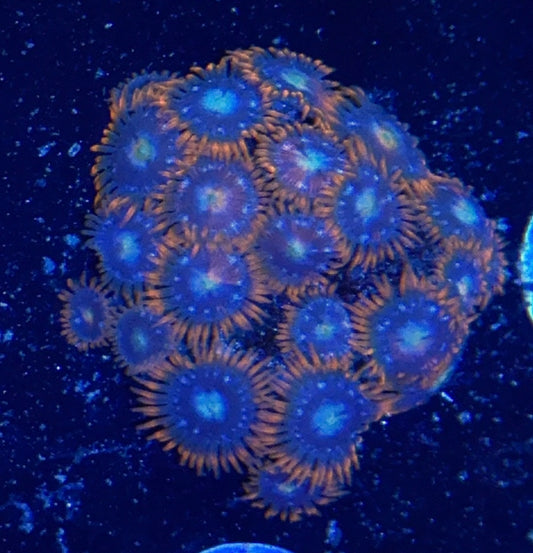 Zoa