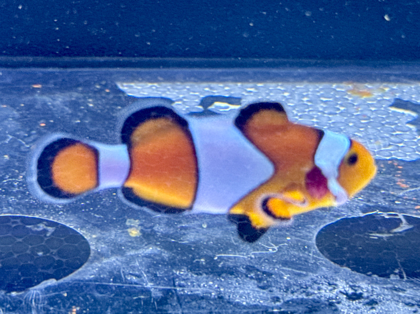 Orange Ocellaris Clown