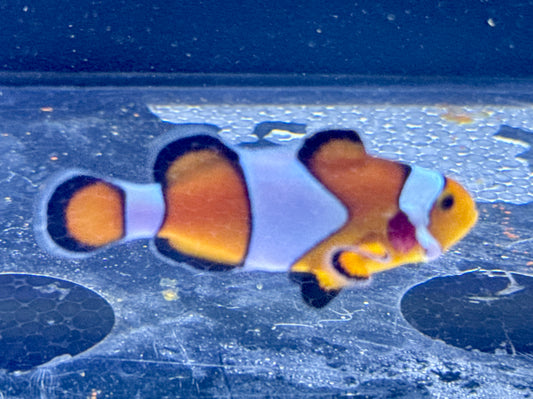 Orange Ocellaris Clown