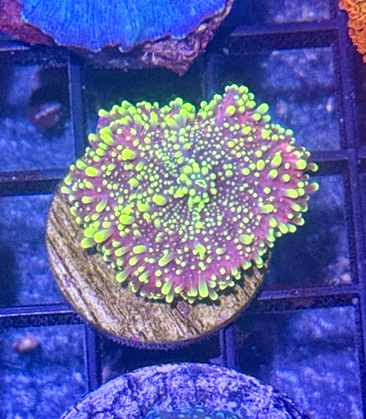 Lemon Yuma Mushroom