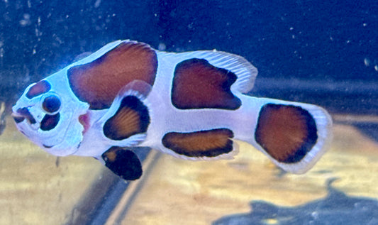 Storm Clown (Rescue)