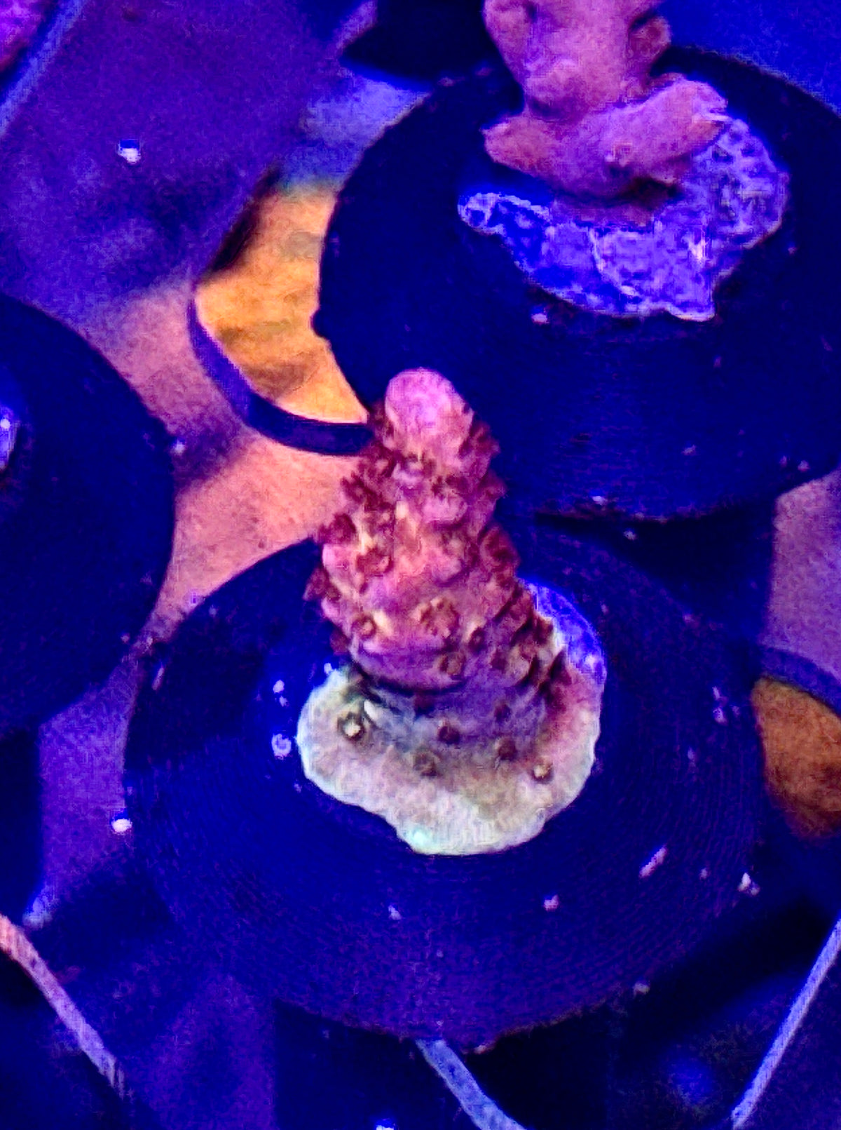 Acro Frag