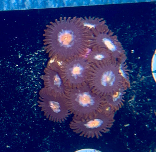 Zoa