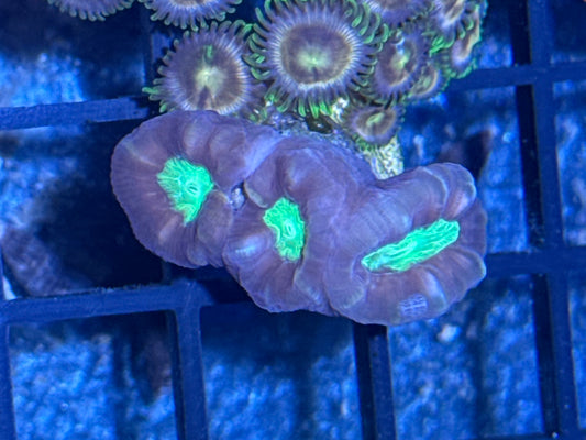 Candy Cane Frag