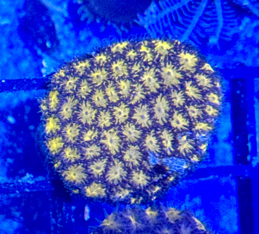 Lepto Frag