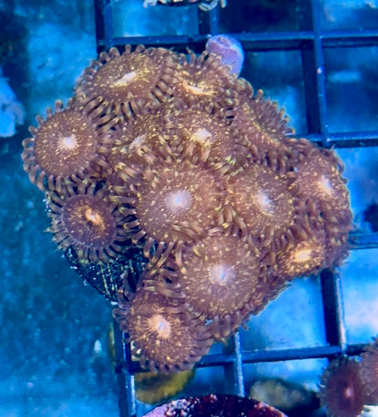 Zoa