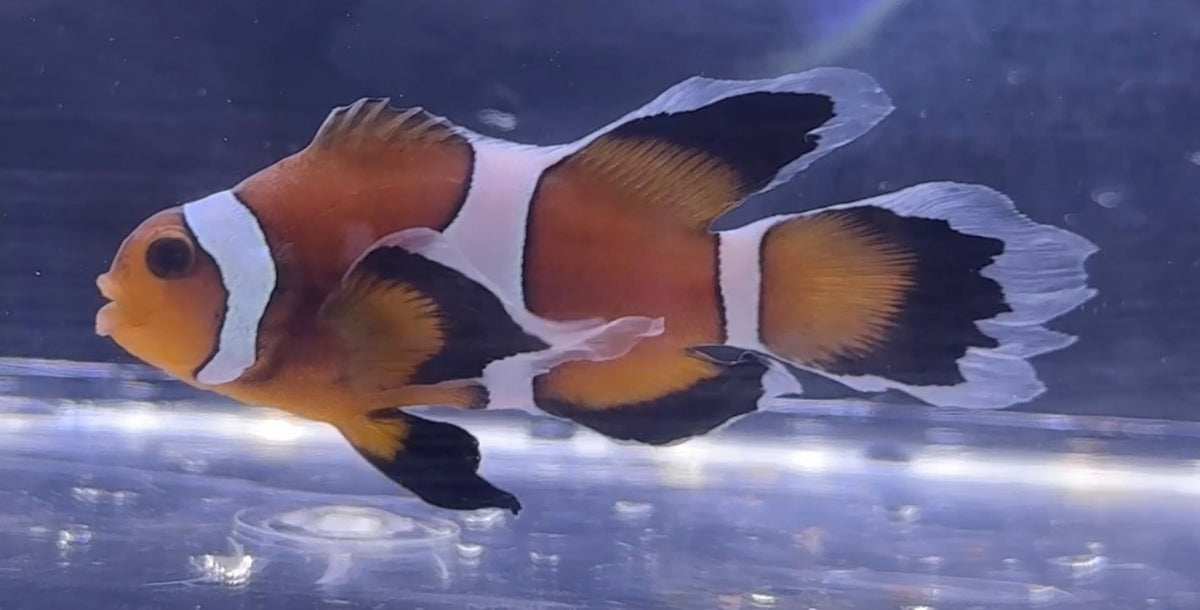 Longfin Clown (Rescue)
