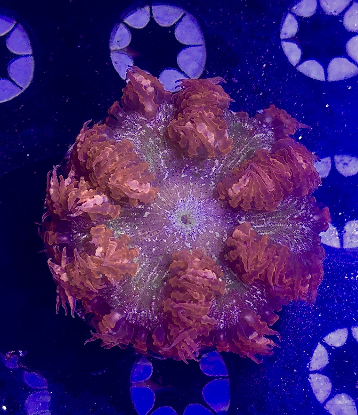 Rock Flower Anemone