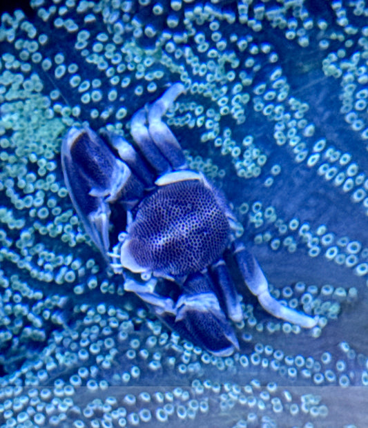 Anemone Crab