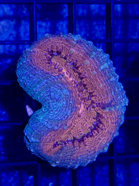 Lobo Frag