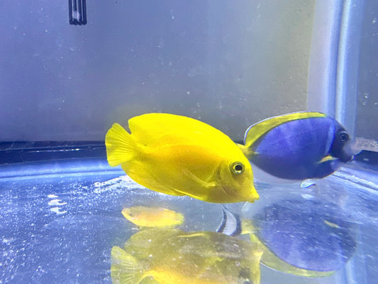 Philippine Yellow Tang