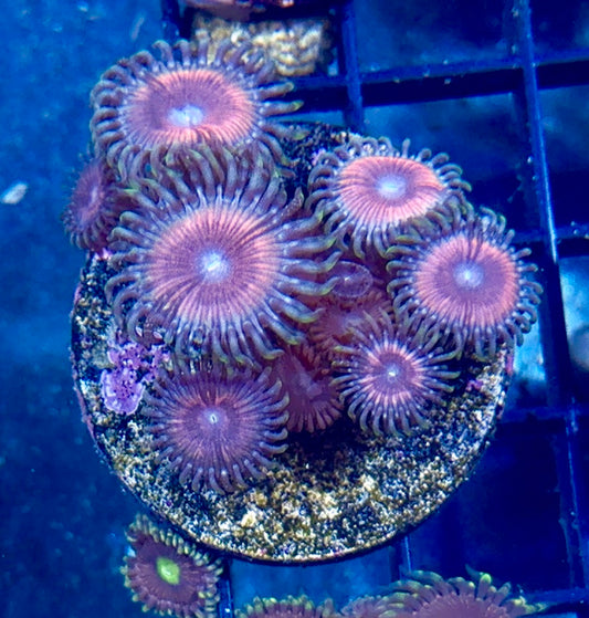 Zoa