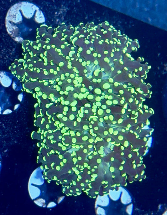 Octospawn