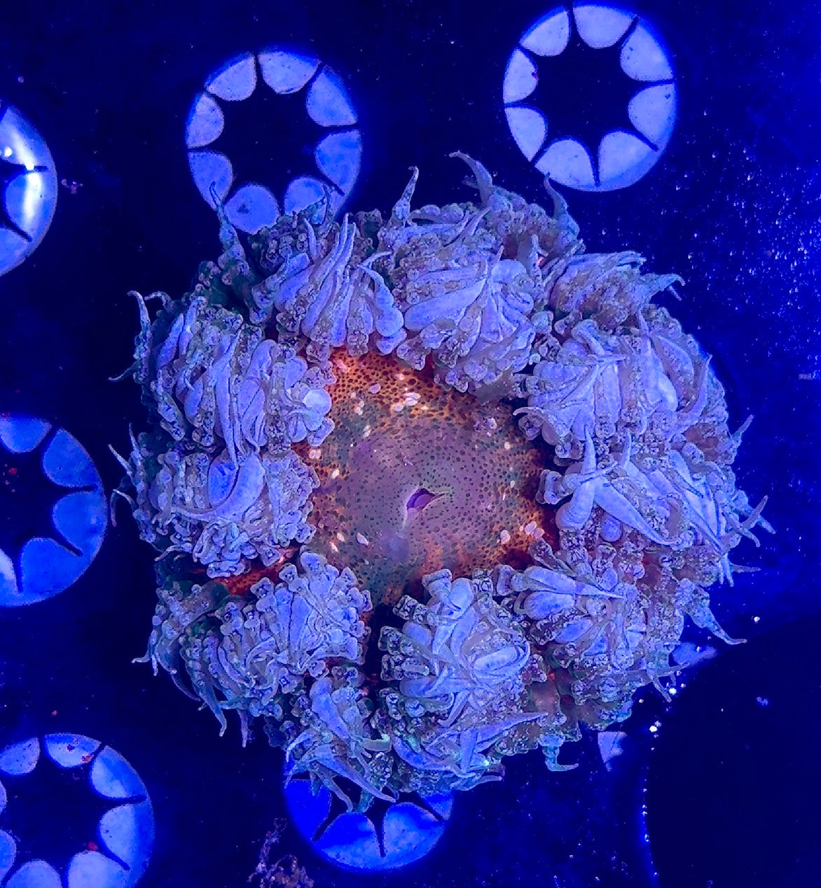 Rock Flower Anemone